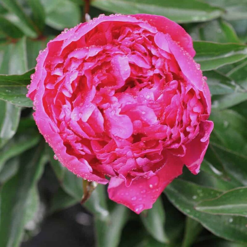 Paeonia lactiflora 'Felix Crousse' (D - Pink) ---